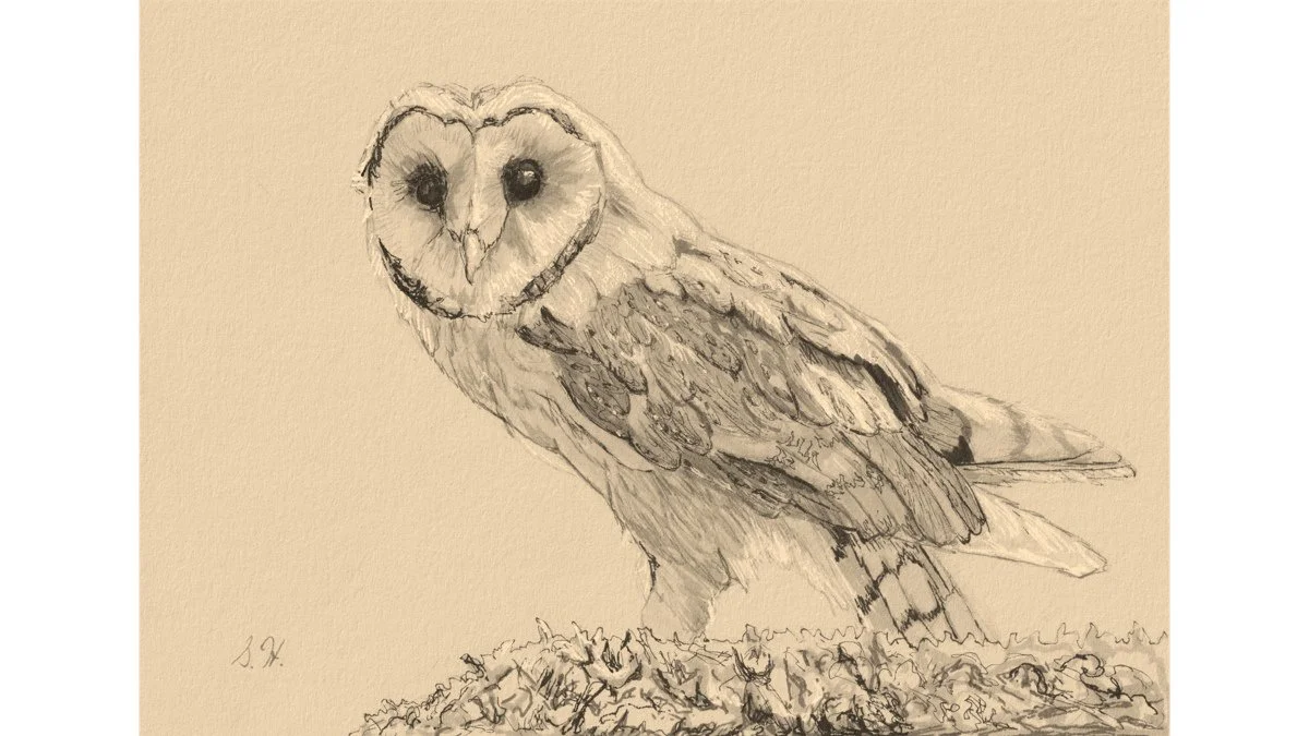 Barn Owl - large format