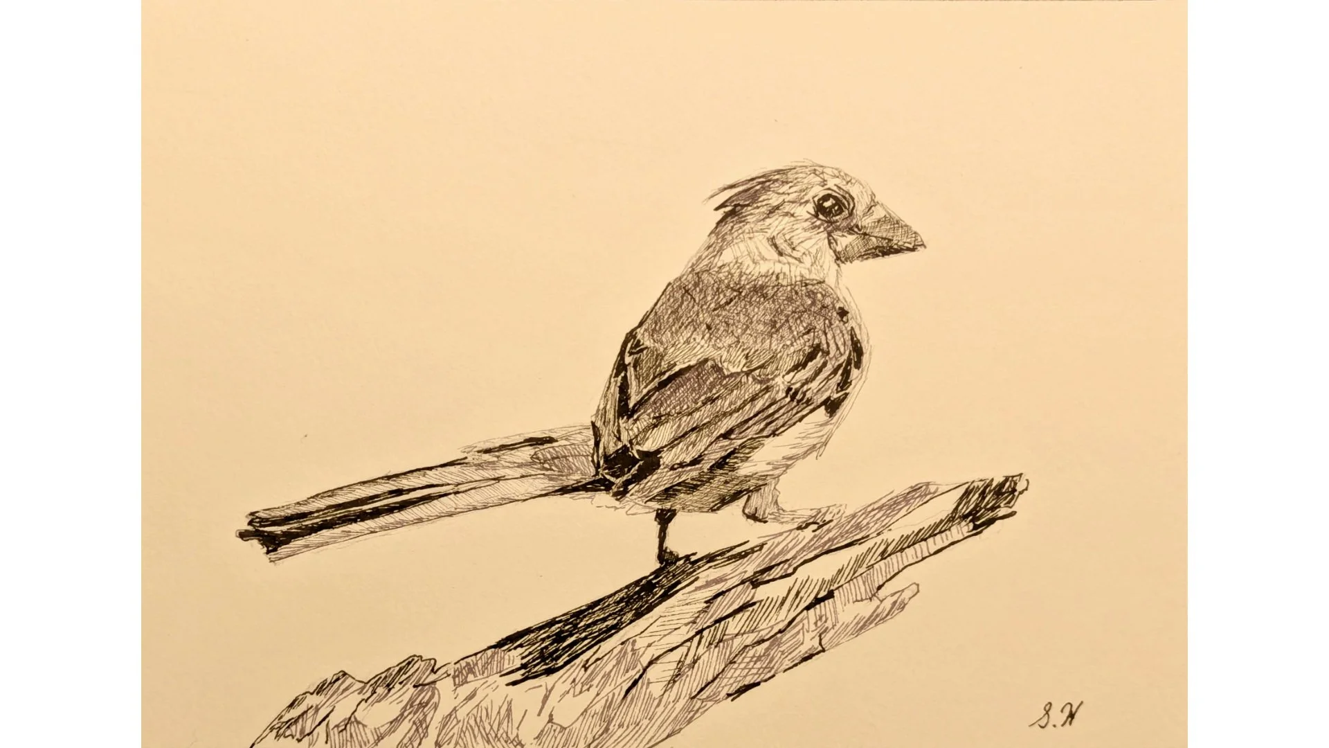 Northern Cardinal 5"x7" - Click for sound 🎶✨