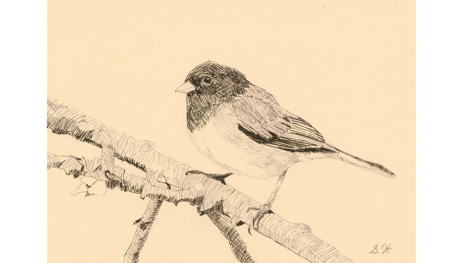 Dark-eyed Junco 5"x7" - Click for sound 🎶✨