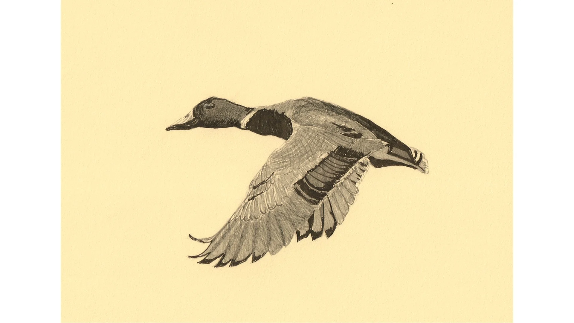 Mallard Duck 5"x7" - Click for sound 🎶✨