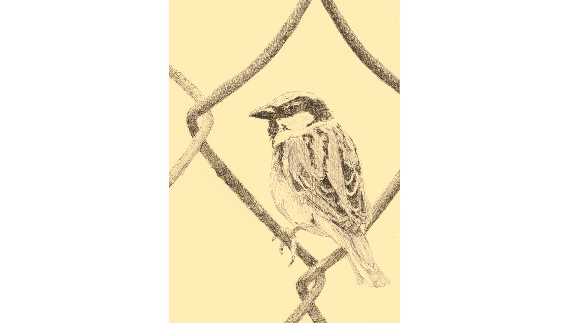 House Sparrow 7"x5" - Click for sound 🎶✨