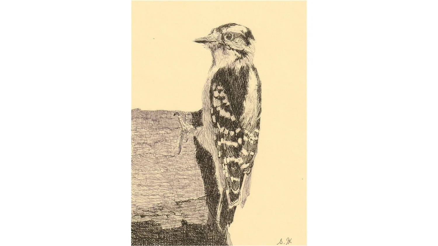 Hairy Woodpecker 7"x5" - Click for sound 🎶✨