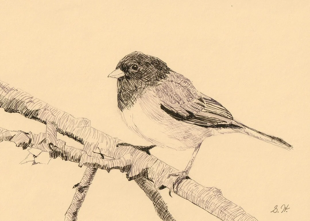 Dark-eyed Junco - 5"x7" - Click for sound 🎶✨