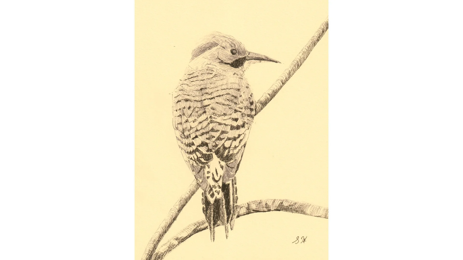 Northern Flicker 7"x5" - Click for sound 🎶✨