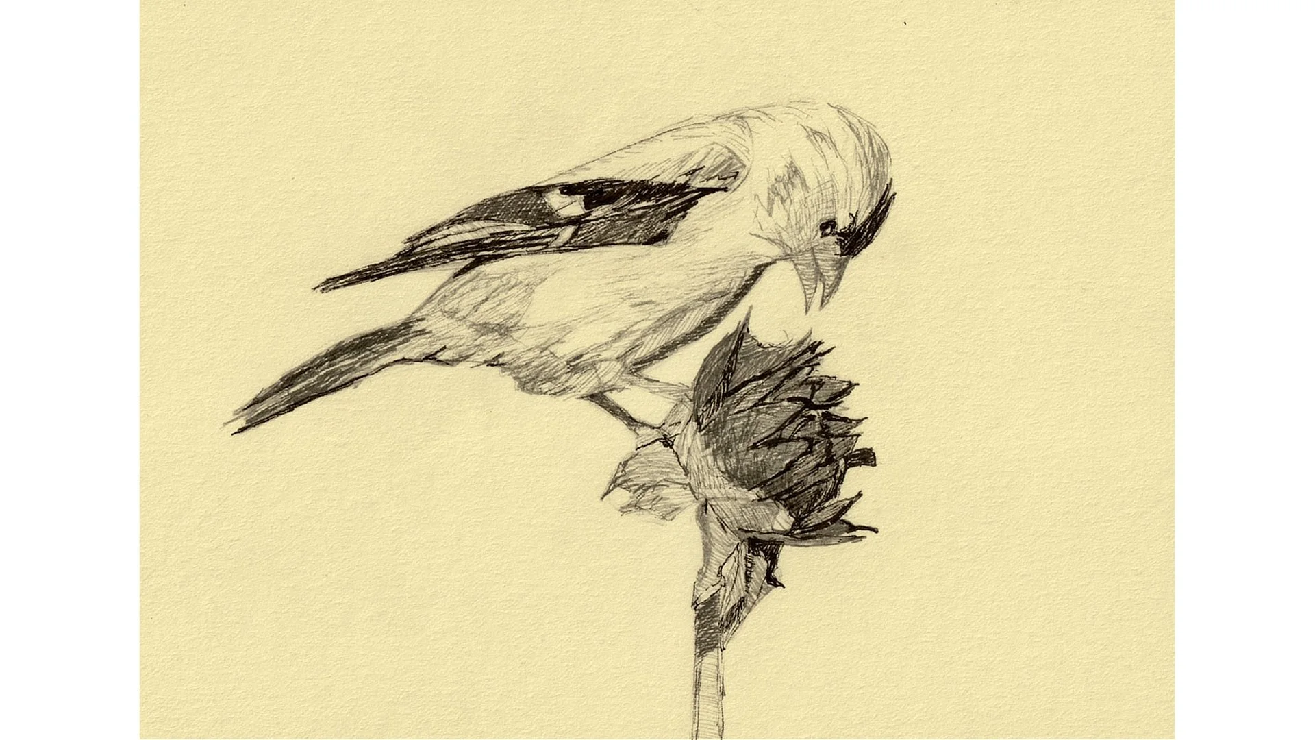Goldfinch 5"x7" - Click for sound 🎶✨