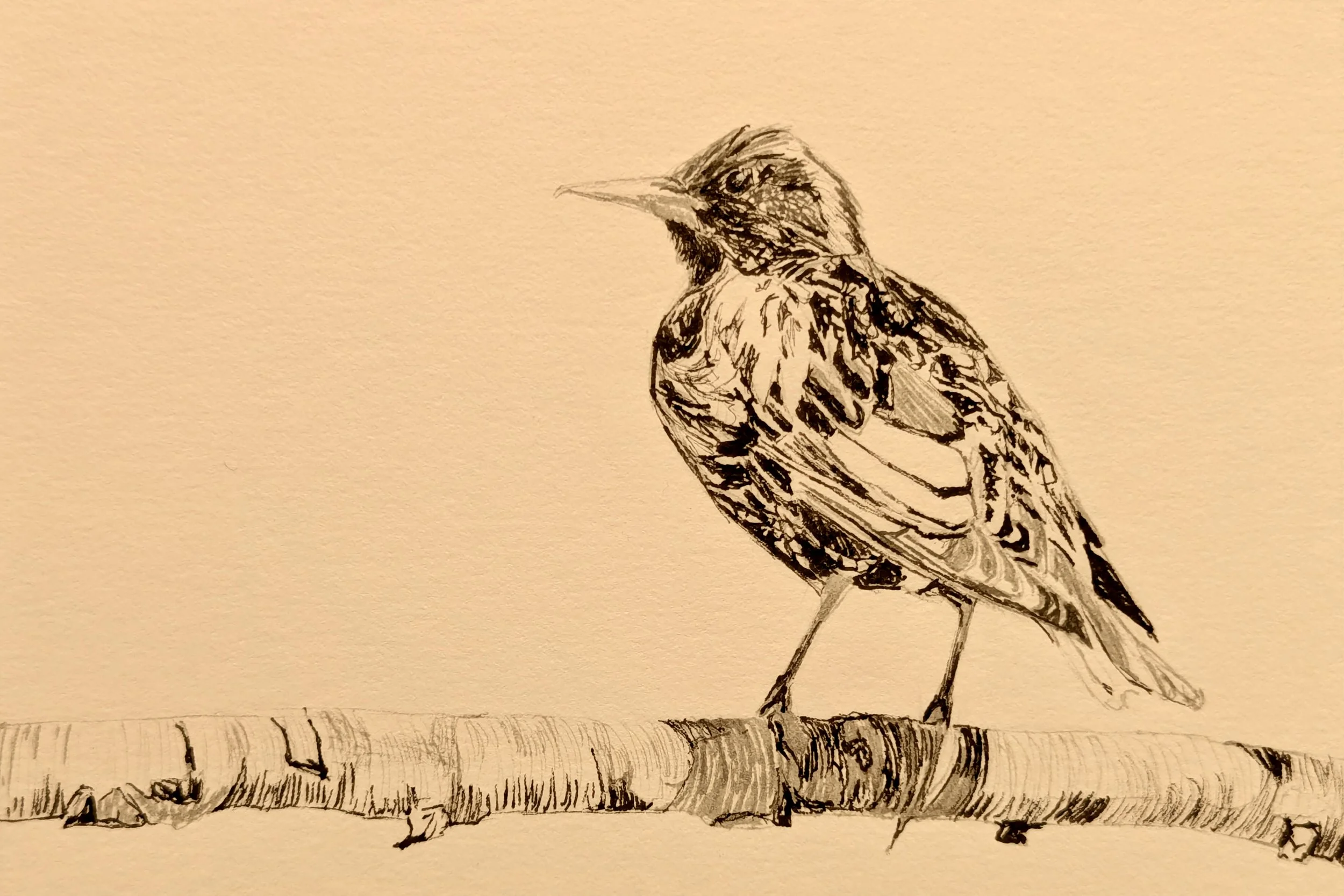 Birds of the Pacific Northwest (Version III)