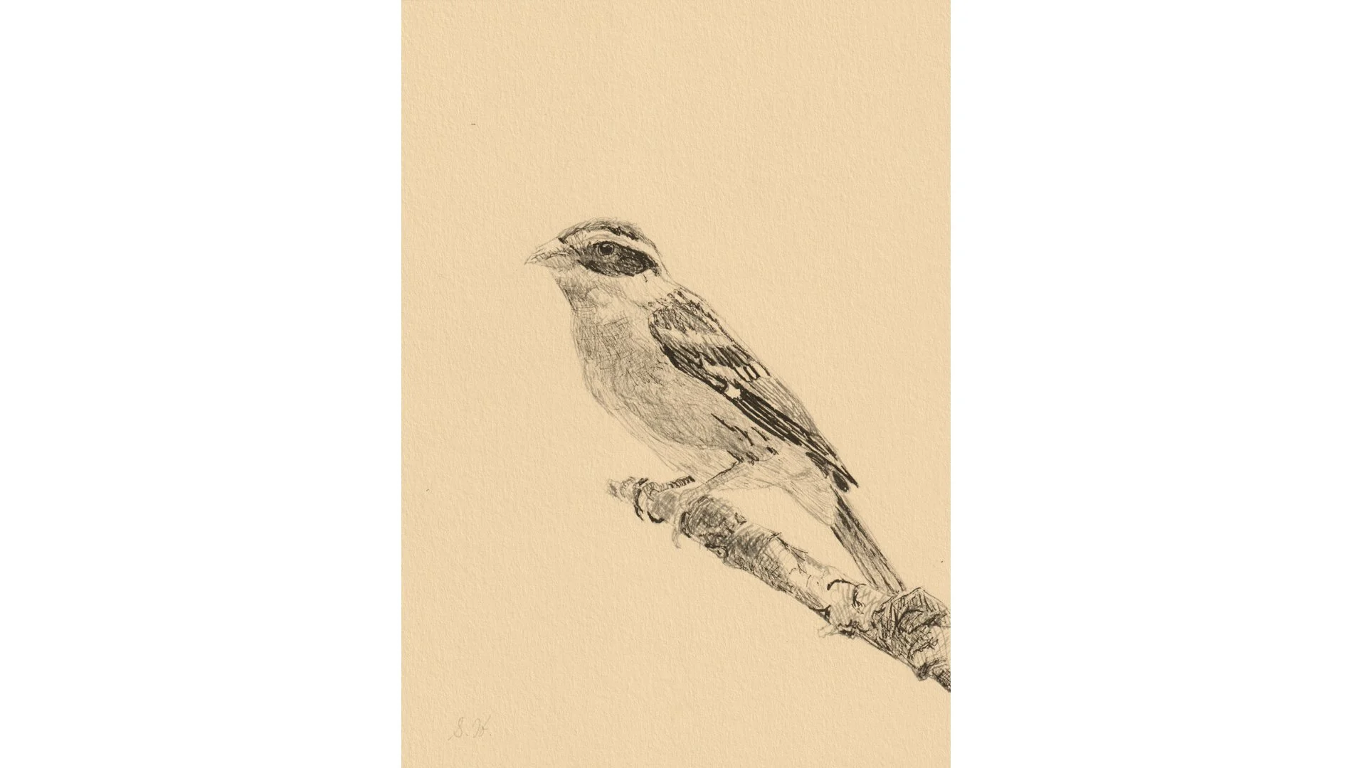 Black-headed Grosbeak