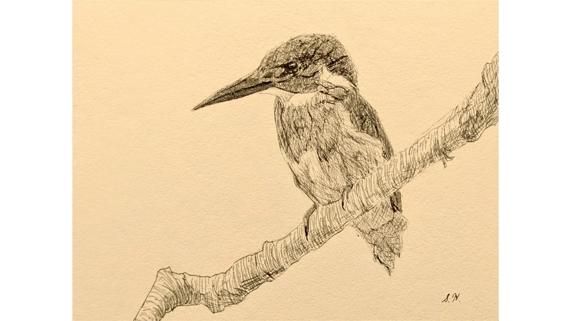 Common Kingfisher  5"x7" - Click for sound 🎶✨