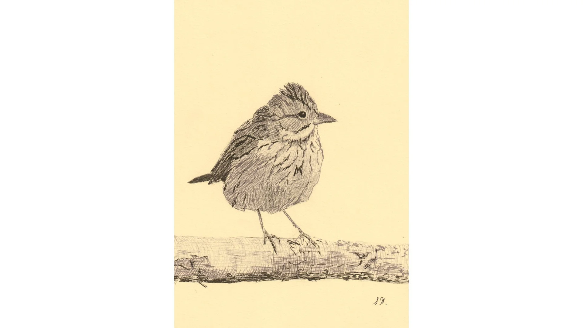 Lincoln Sparrow 7"x5" - Click for sound 🎶✨