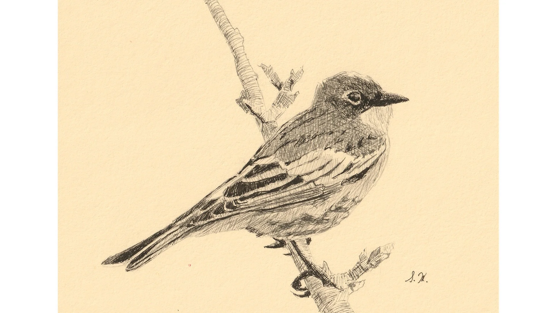 Yellow-rumped Warbler - Click for sound 🎶✨