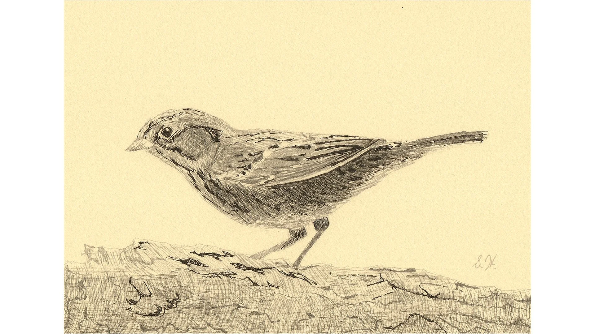Lincoln Sparrow 5"x7" - Click for sound 🎶✨