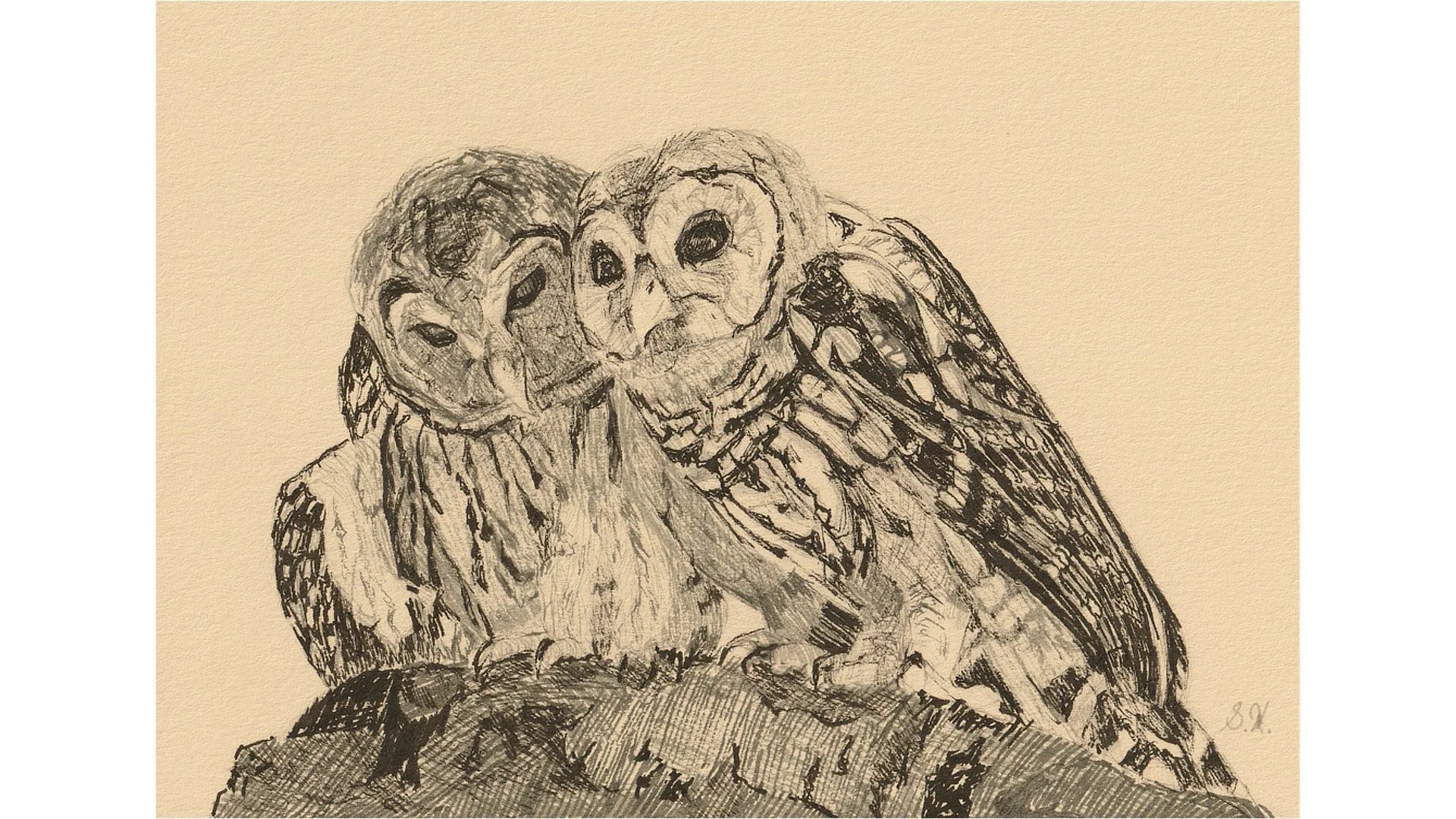 Barred Owls 5"x7" - Click for sound 🎶✨