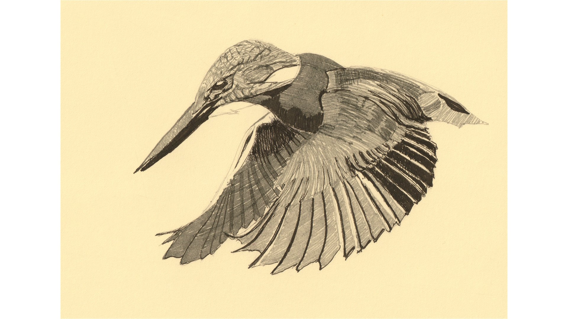 Common Kingfisher 7"x5" - Click for sound 🎶✨