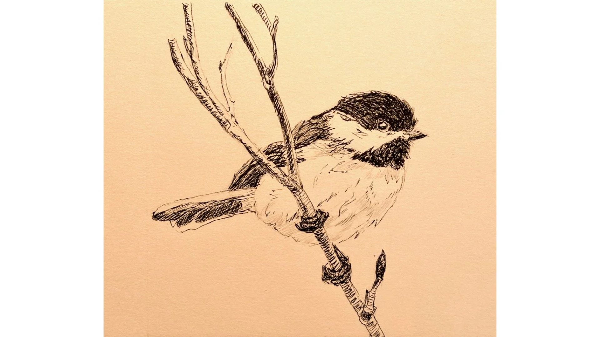 Black-capped Chickadee - 6"x6"" - Click for sound 🎶✨