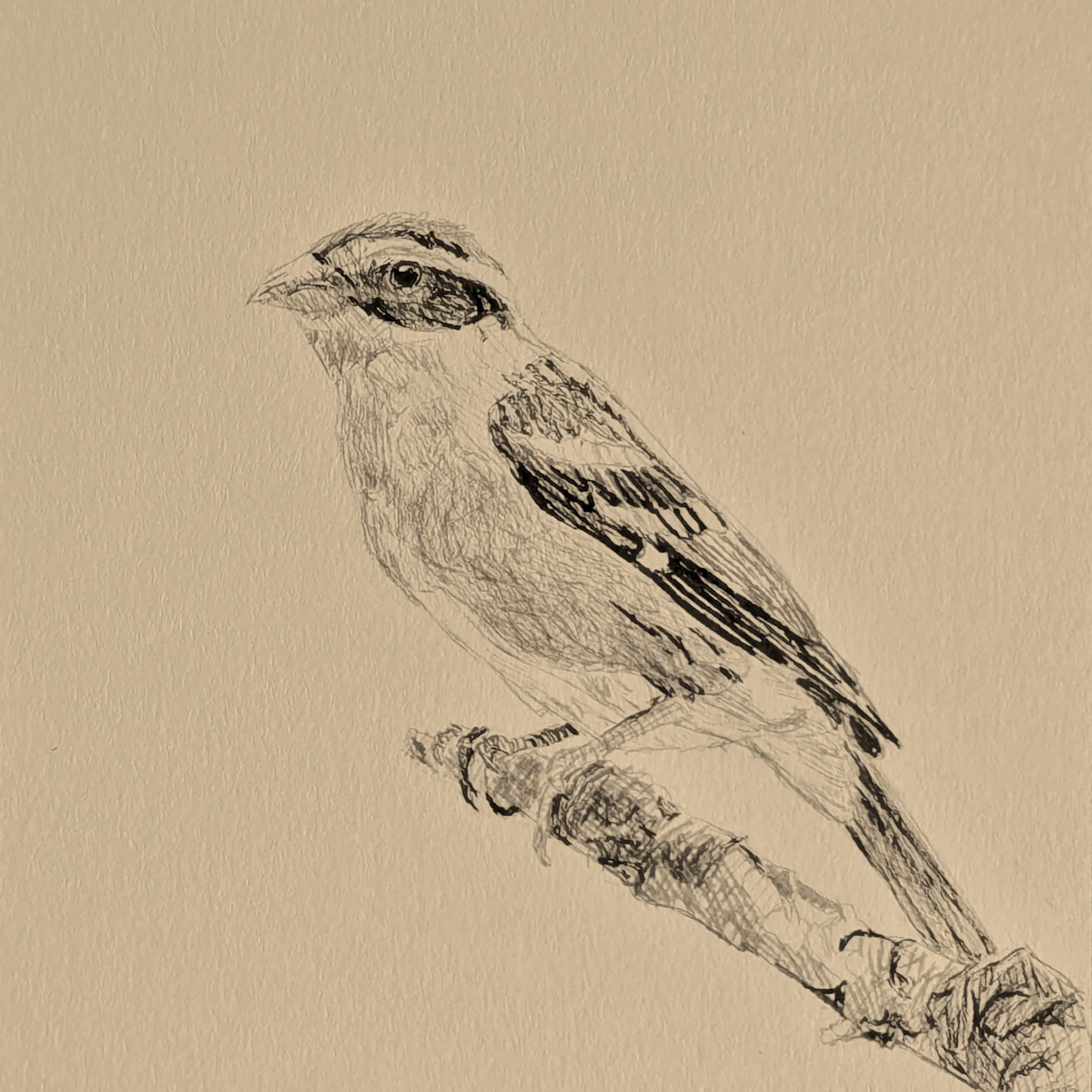 Black-headed Grosbeak