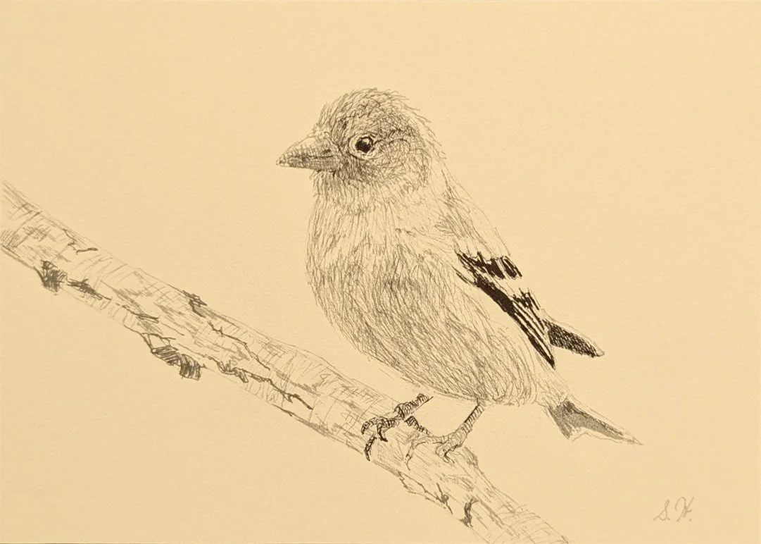 Goldfinch - 5"x7" - Click for sound 🎶✨