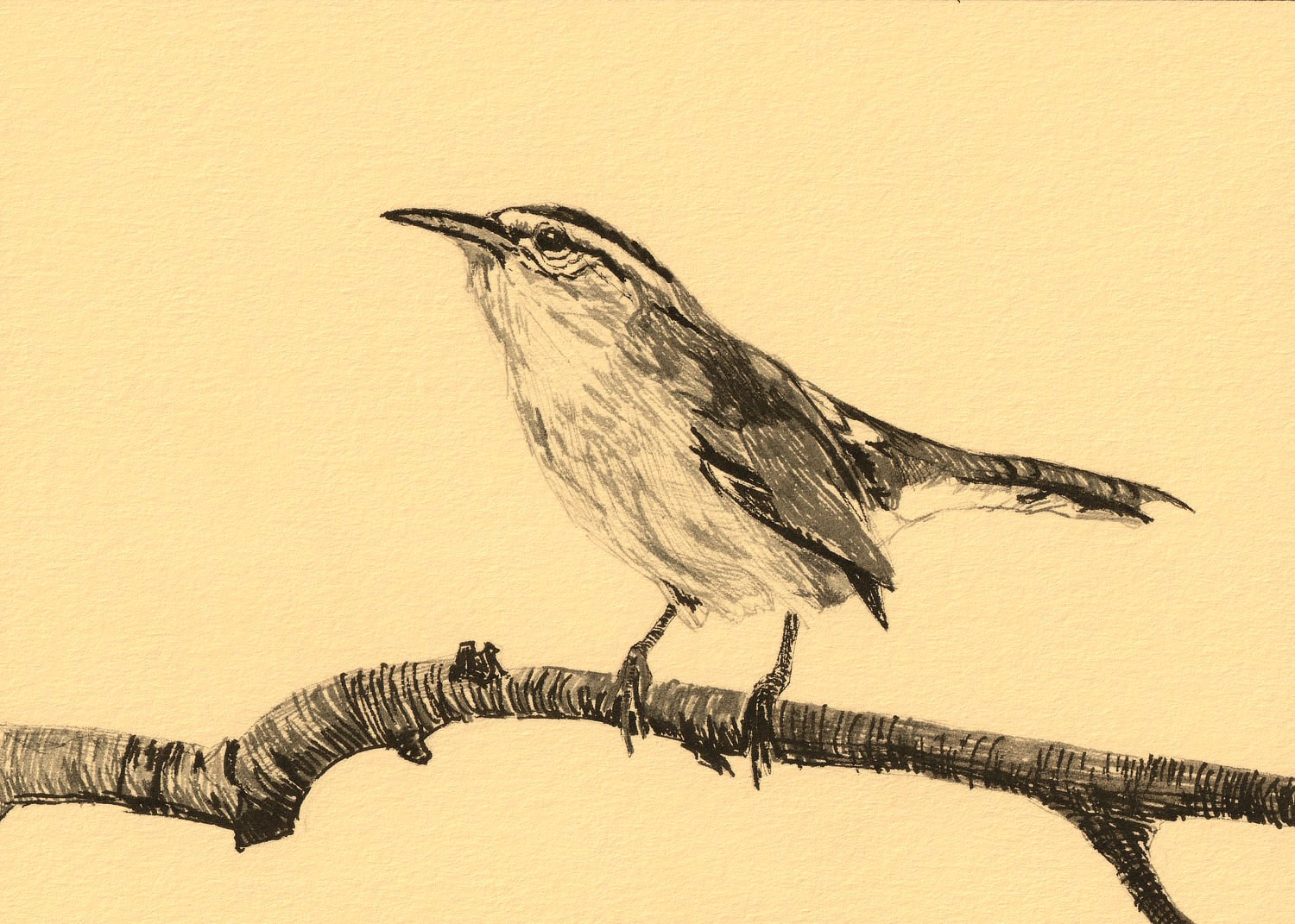 Bewick's Wren 5"x7"
