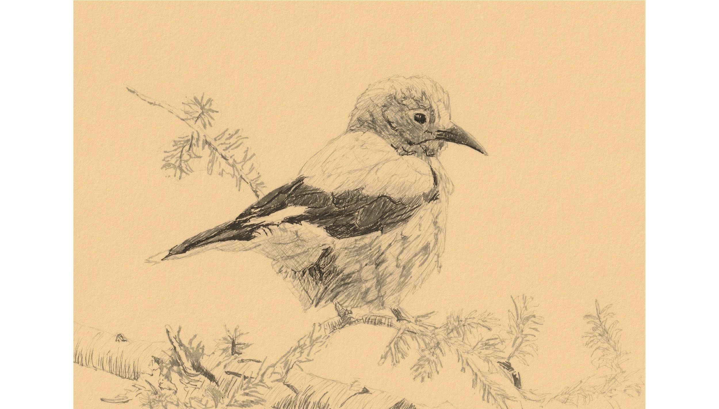 Clark's Nutcracker  5"x7" - click image 🎶✨