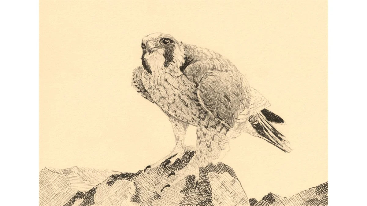 Peregrine Falcon 5"x7" - Click for sound 🎶✨