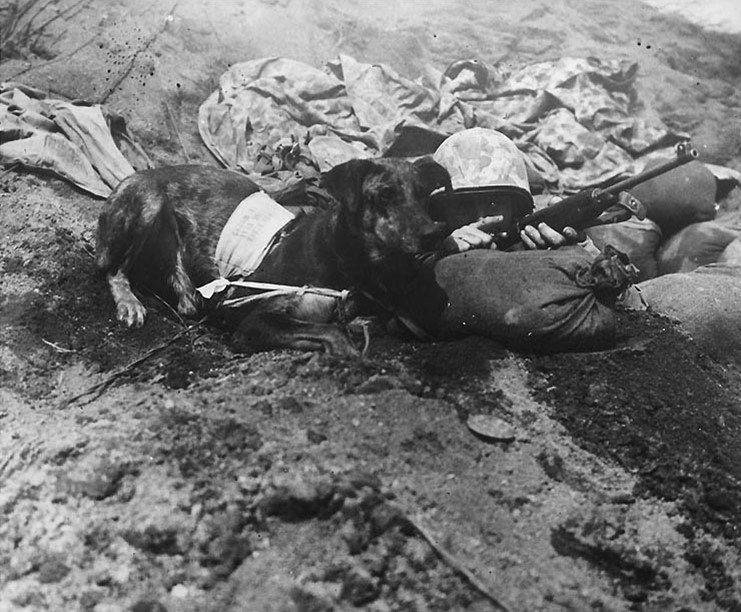  Iwo Jima war dog, “Prince”, is given instructions by his master, U.S. Marine Corporal Virgil W. Burgess, to carry a message to another foxhole.  