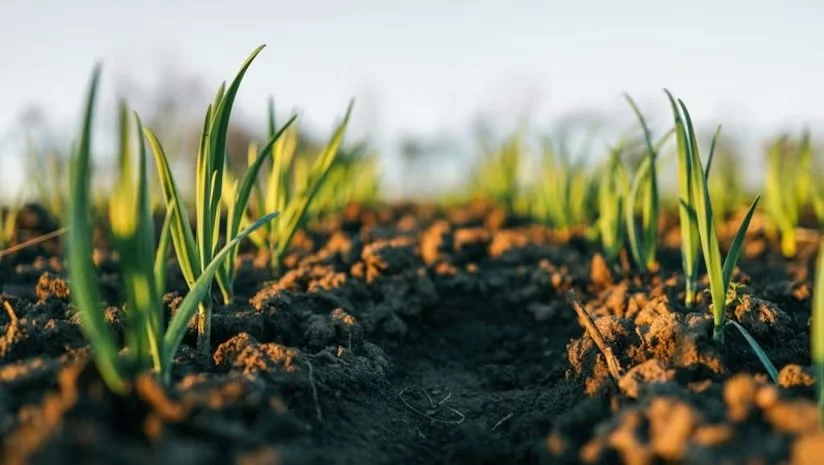 AgTechNavigator: Soil health intelligence start-up Miraterra closes oversubscribed seed round with $16m CAD