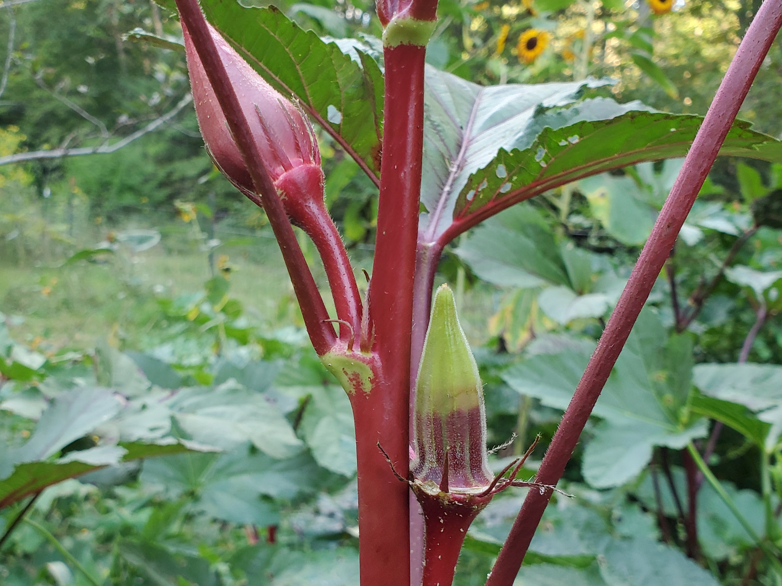 Summer's Bounty