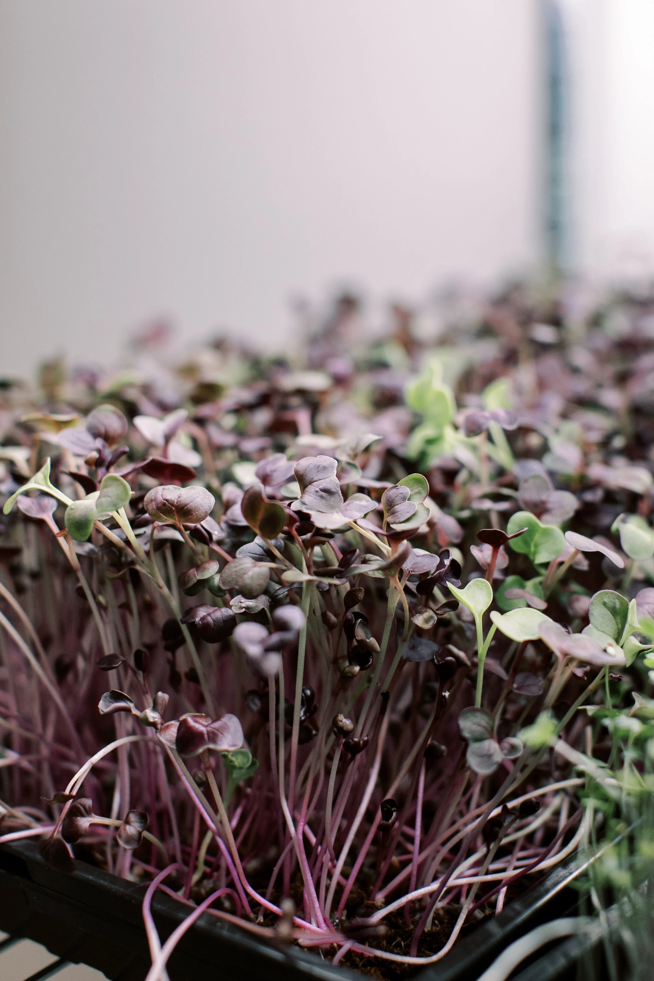 microgreenss-2.jpg