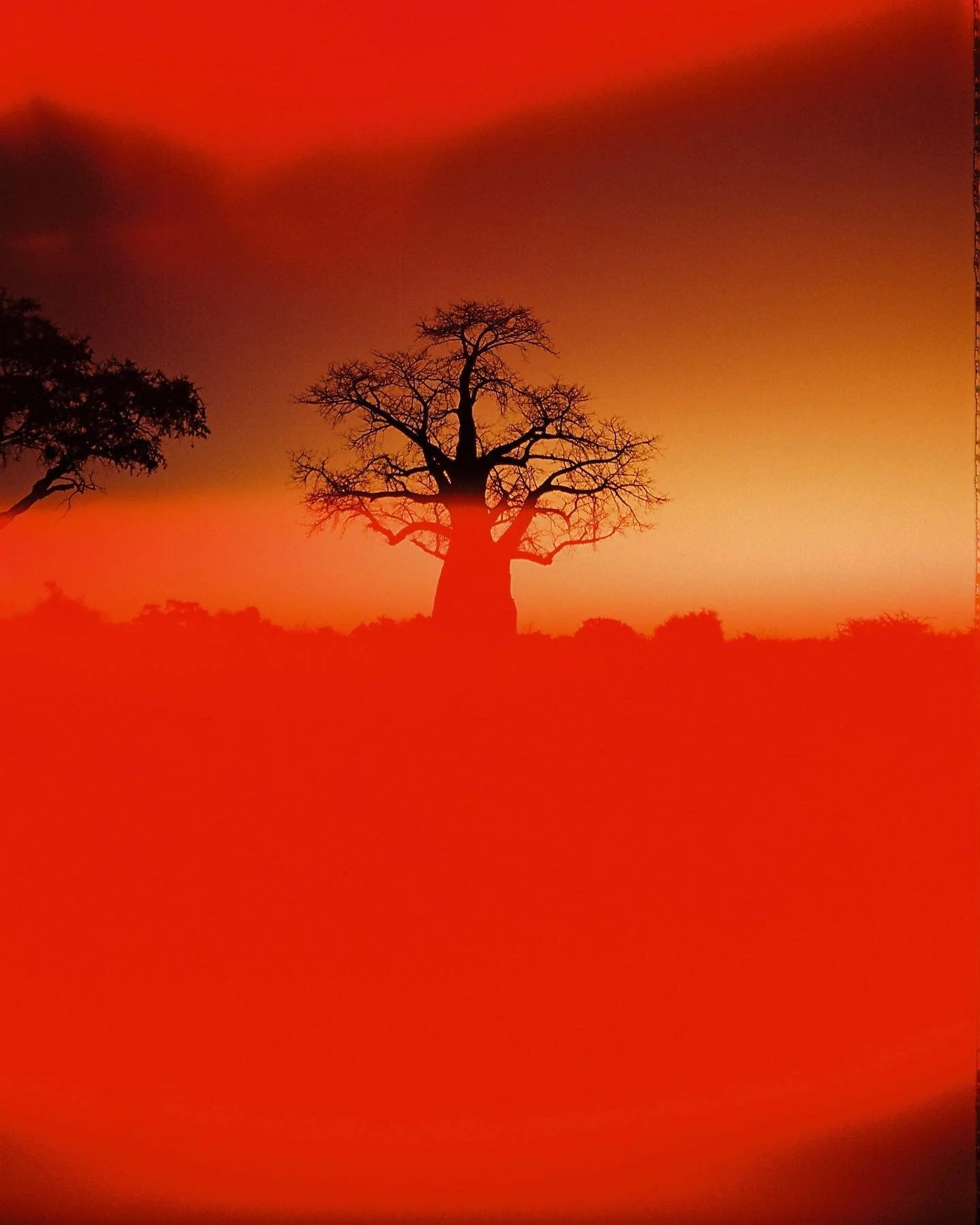 Some more film from Botswana