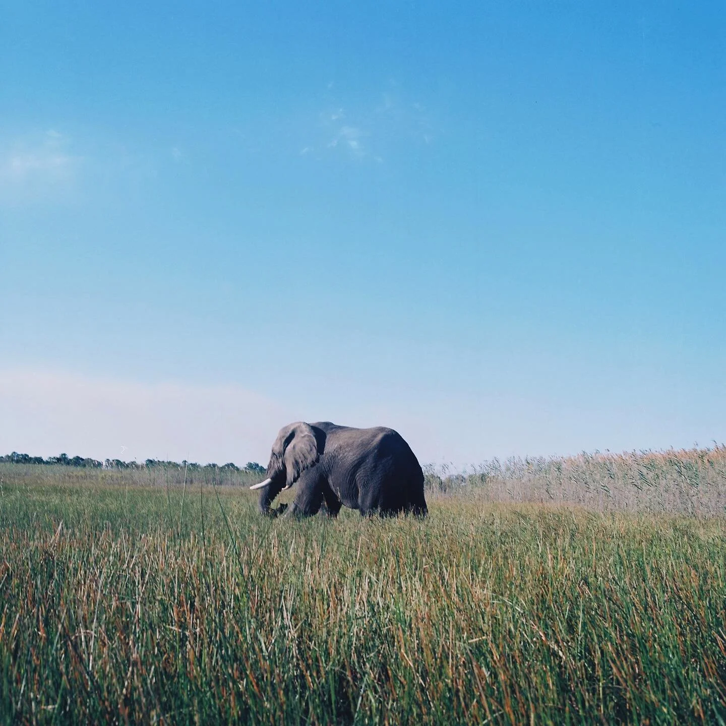 Two weeks in Botswana delivered the most insane wildlife and nature that I&rsquo;m extremely grateful to have been able to witness let alone capture on film. More to come