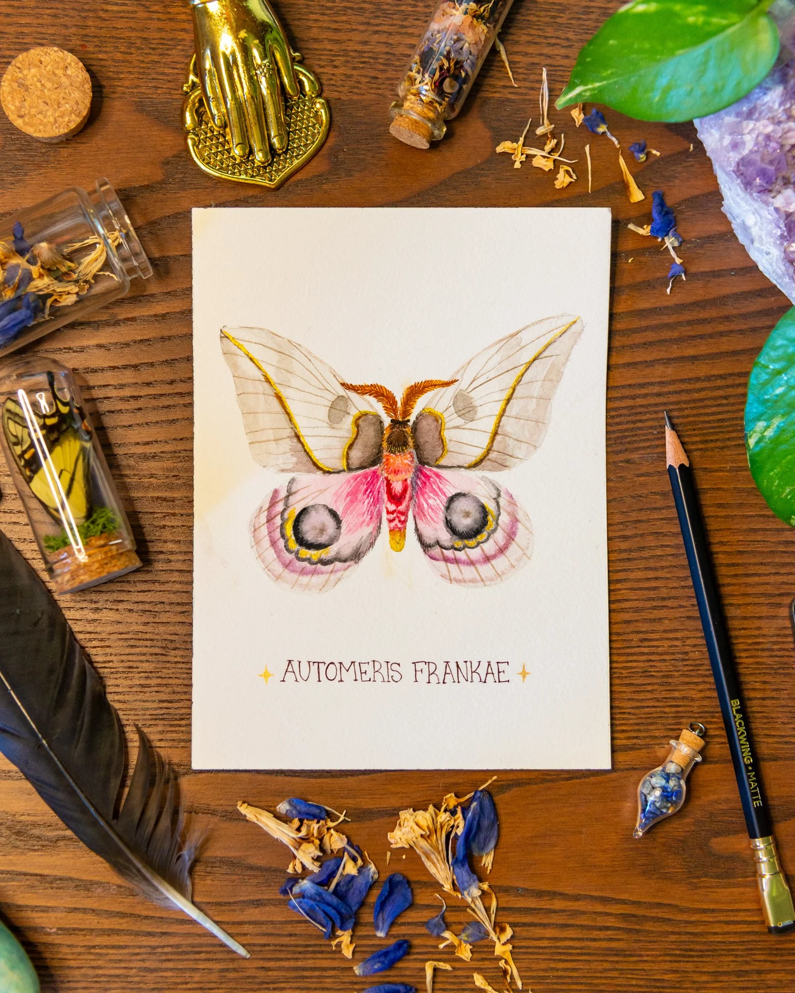 "Automeris frankae" - Original Painting