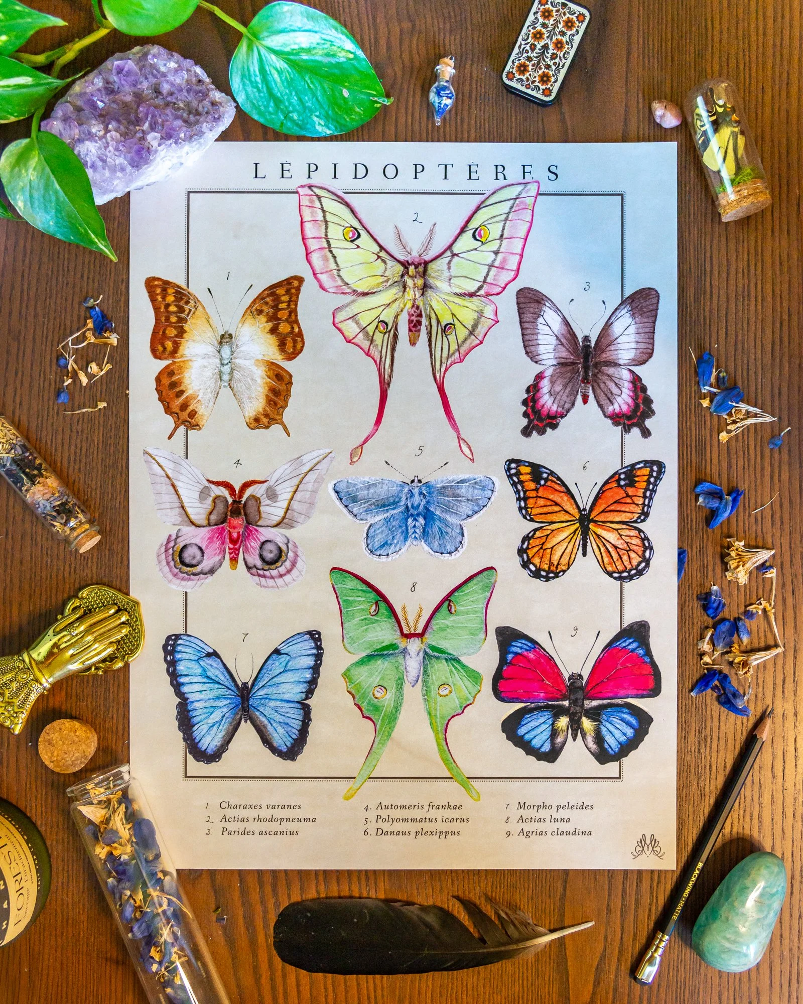 "Lépidoptère" - Print