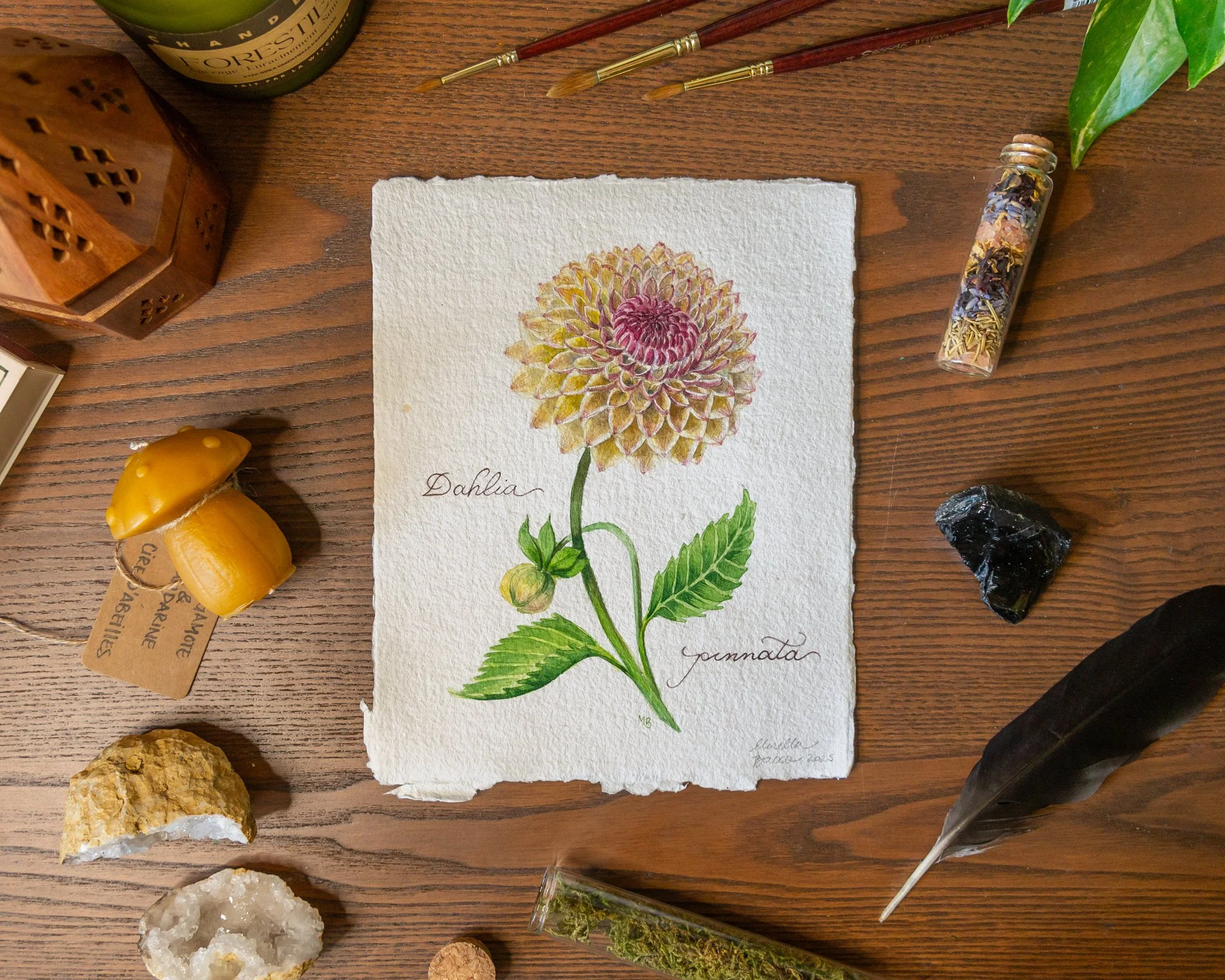 Dahlia.jpg