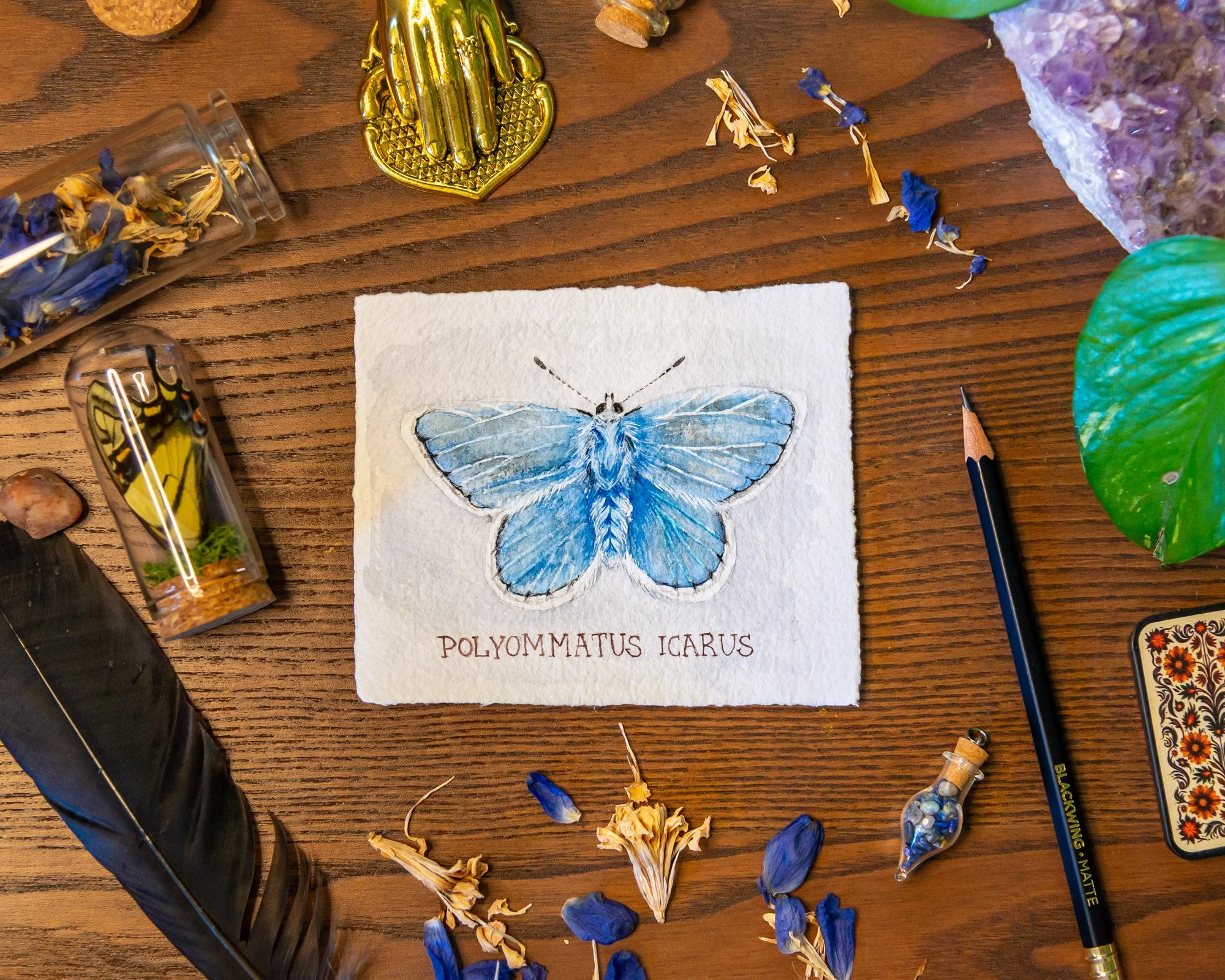 common blue-2.jpg