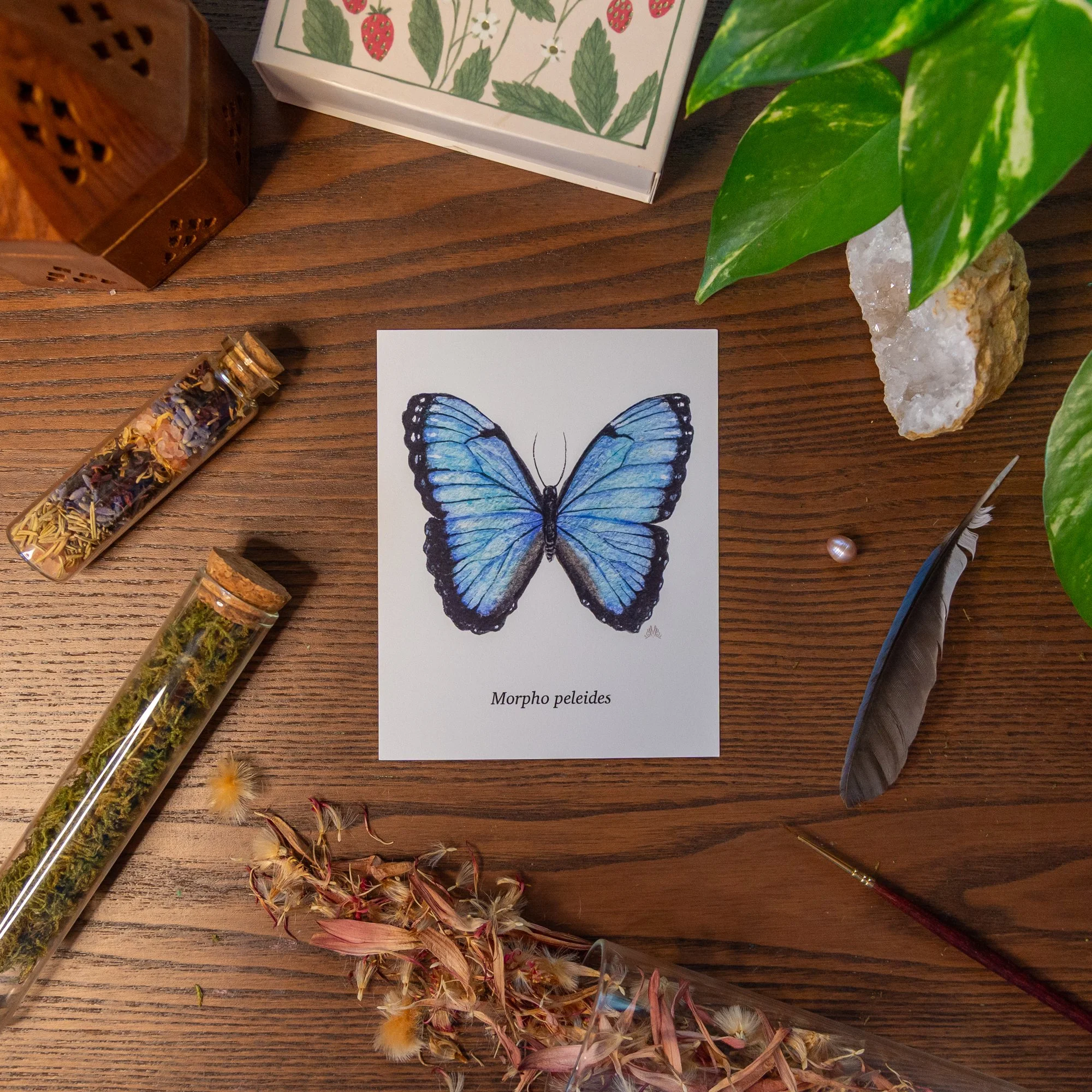 ButterflyCards-2.jpg