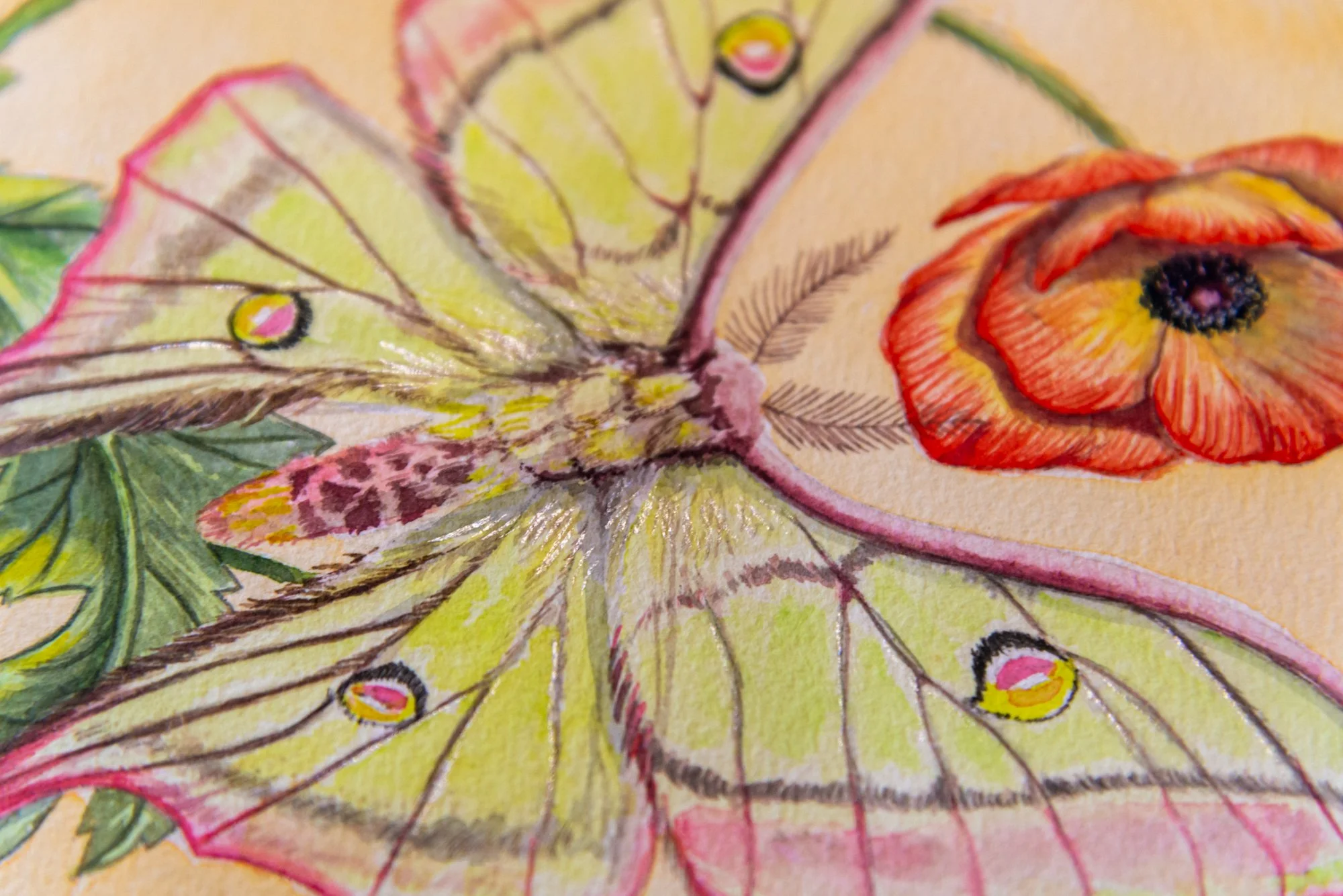 Moth and poppy-7.jpg