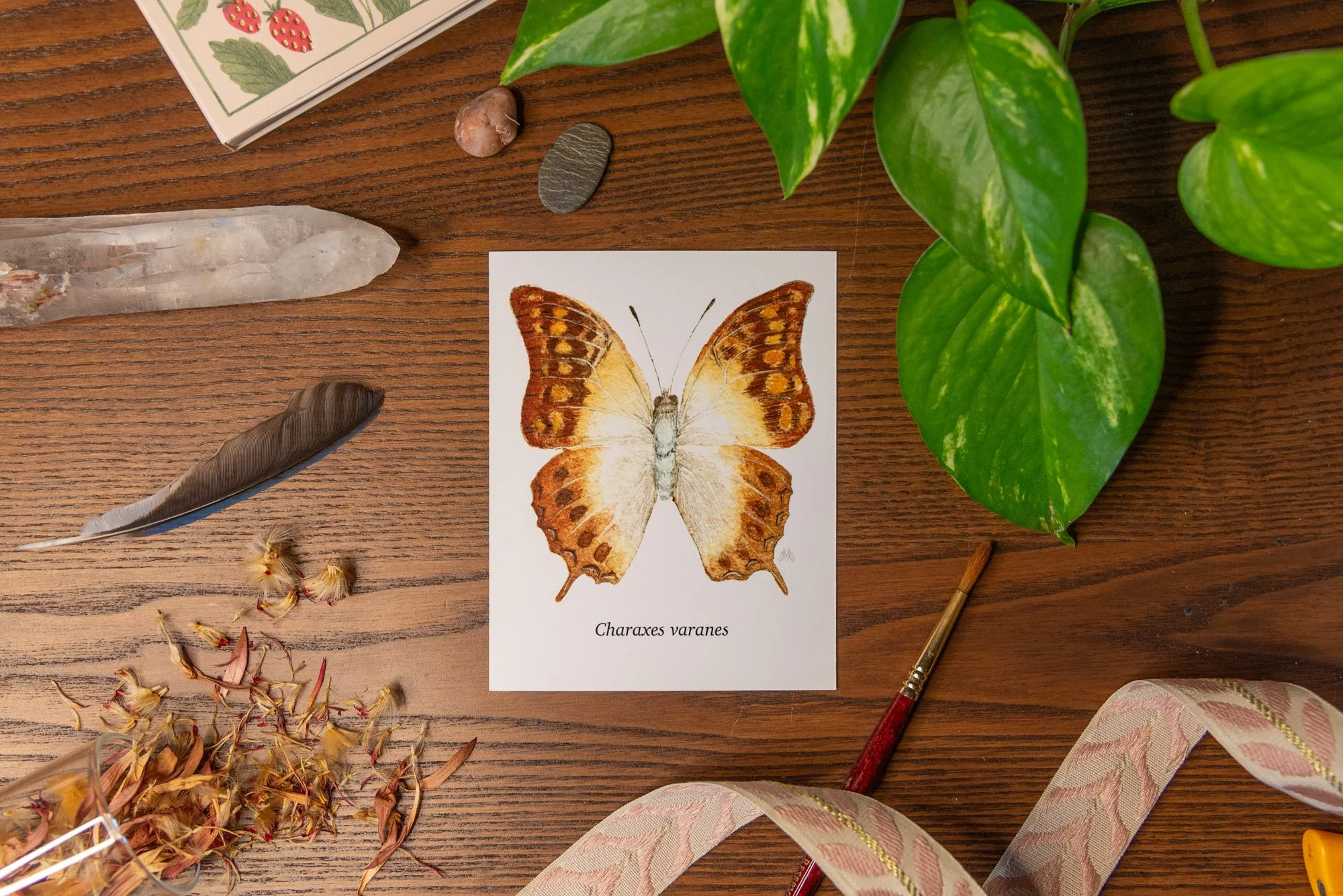 Butterfly_Charaxes.jpg
