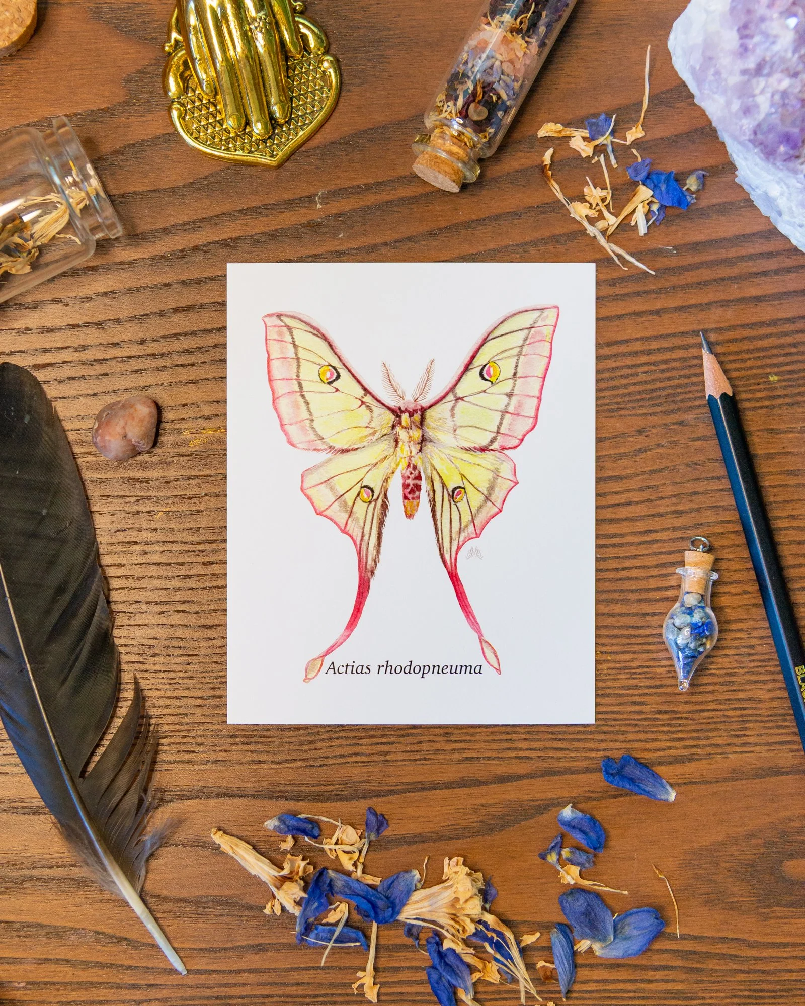 Butterfly and Moth Collection - prints
