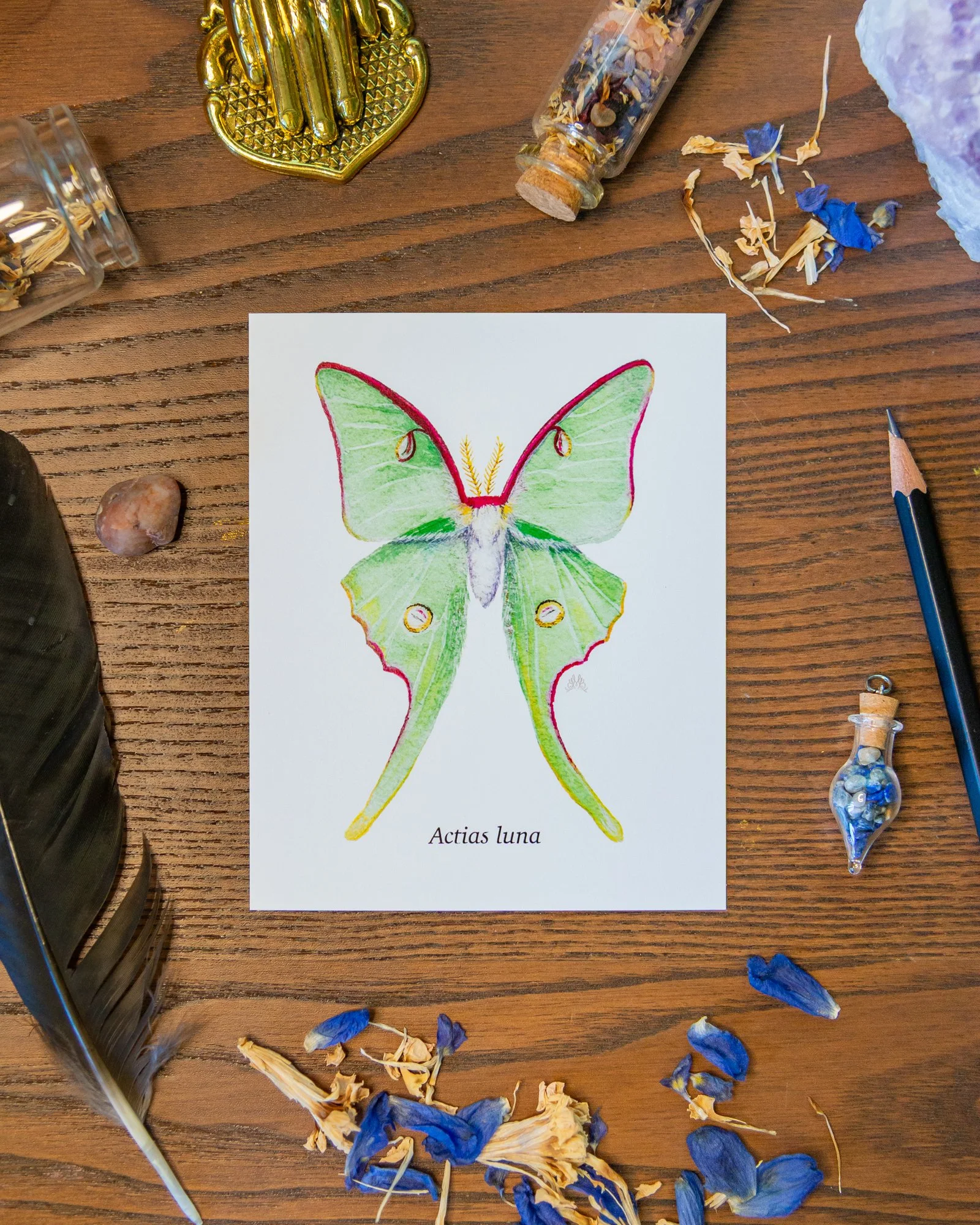 Luna Moth-2.jpg