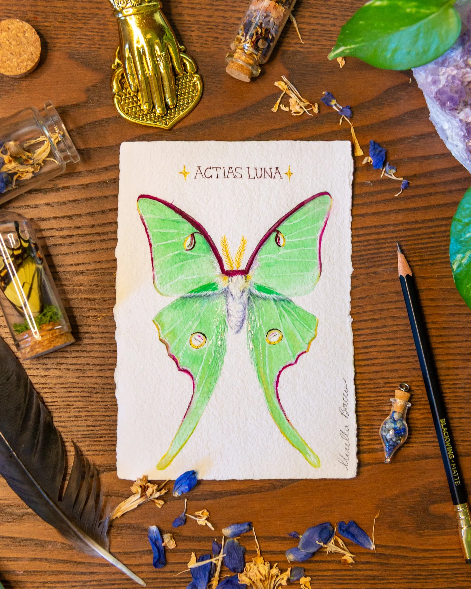"Actias luna - Luna Moth" - Original Painting