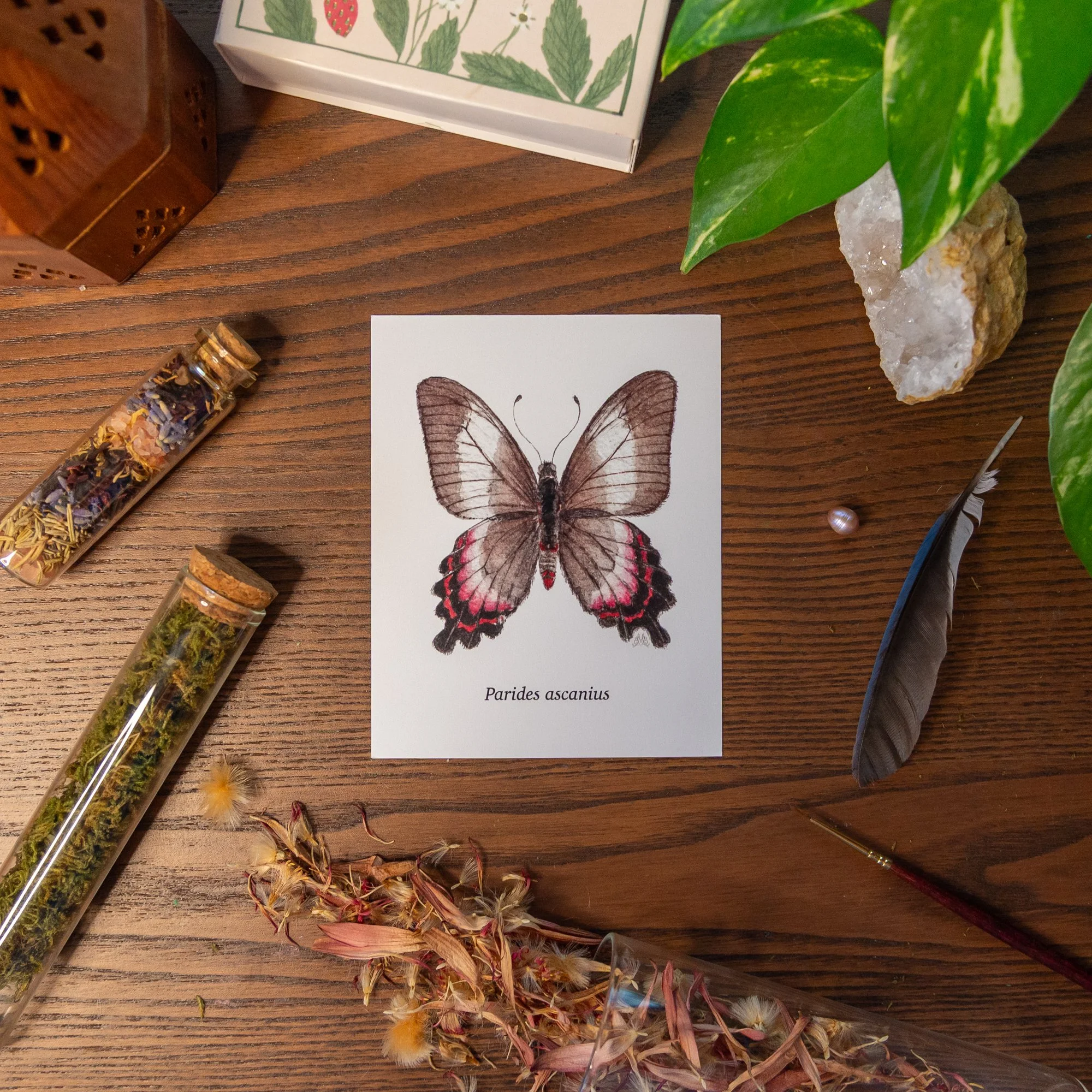 ButterflyCards-3.jpg