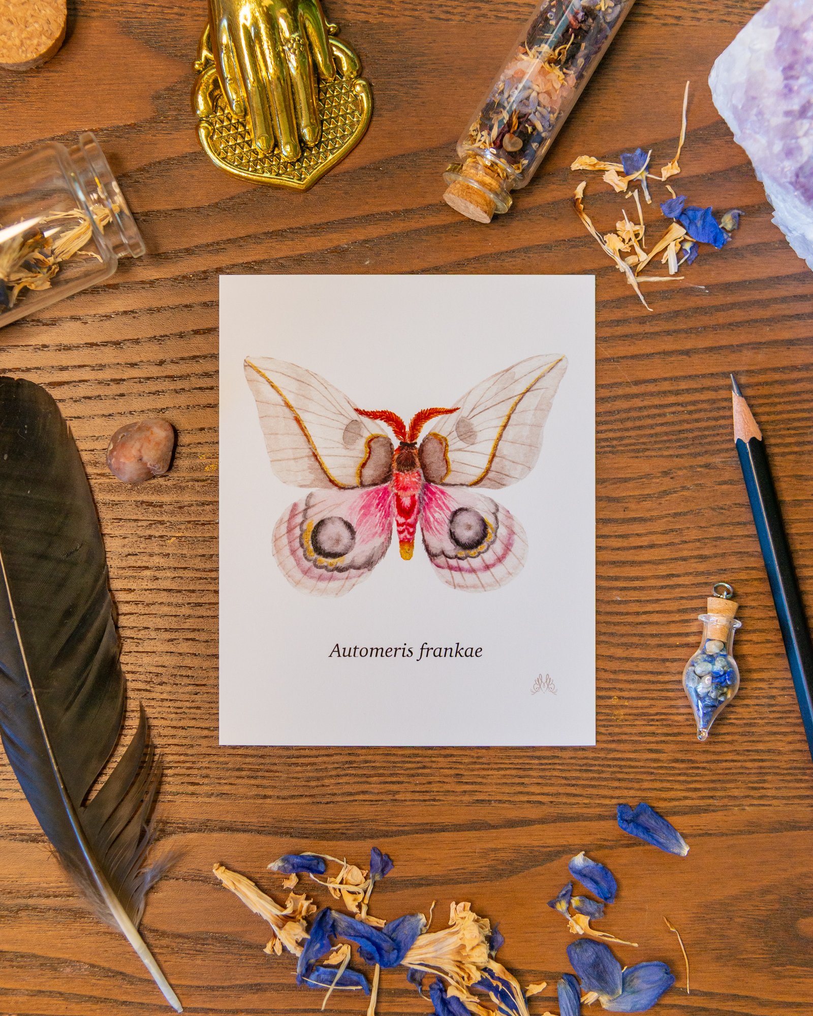 frankae moth.jpg