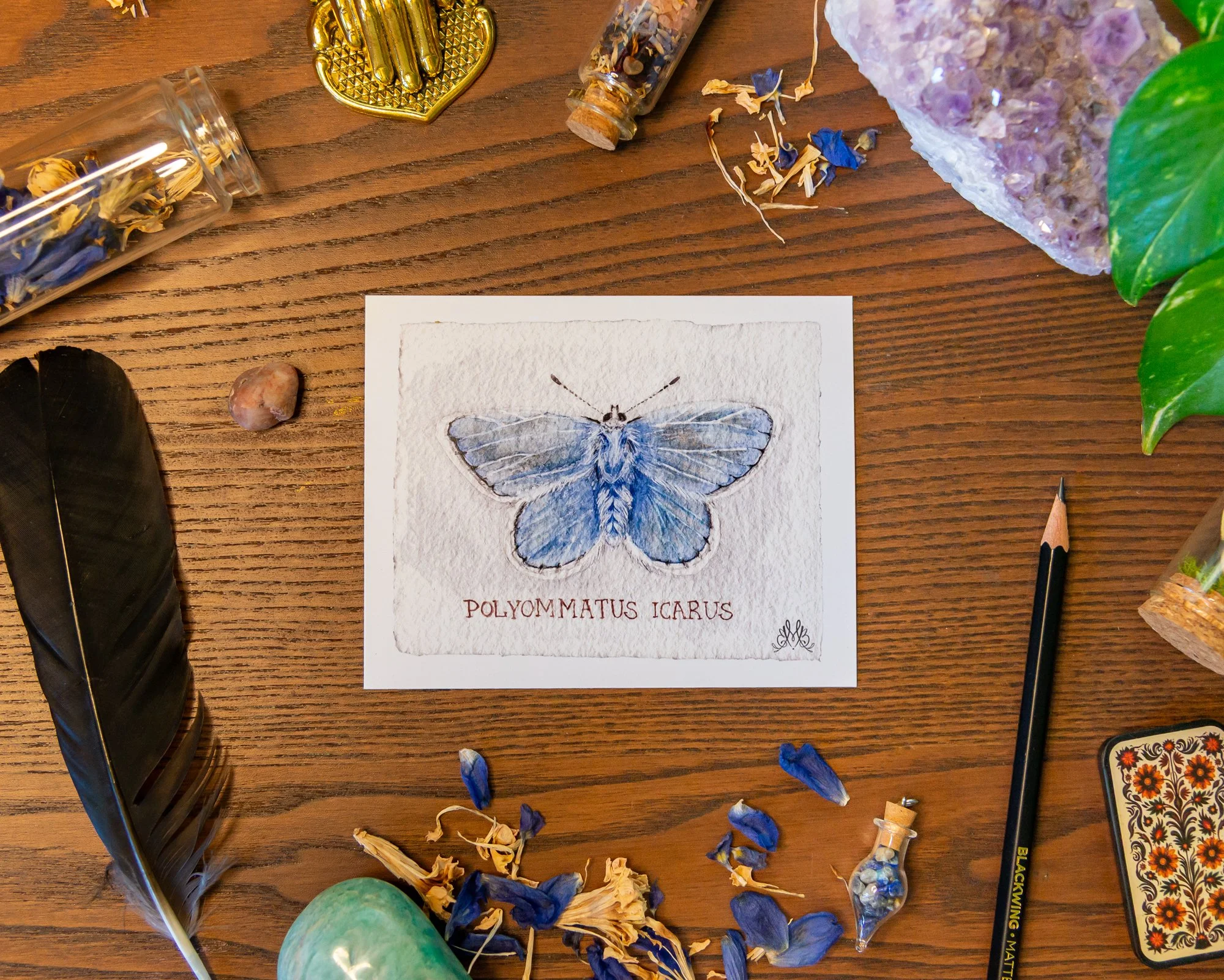 common blue.jpg