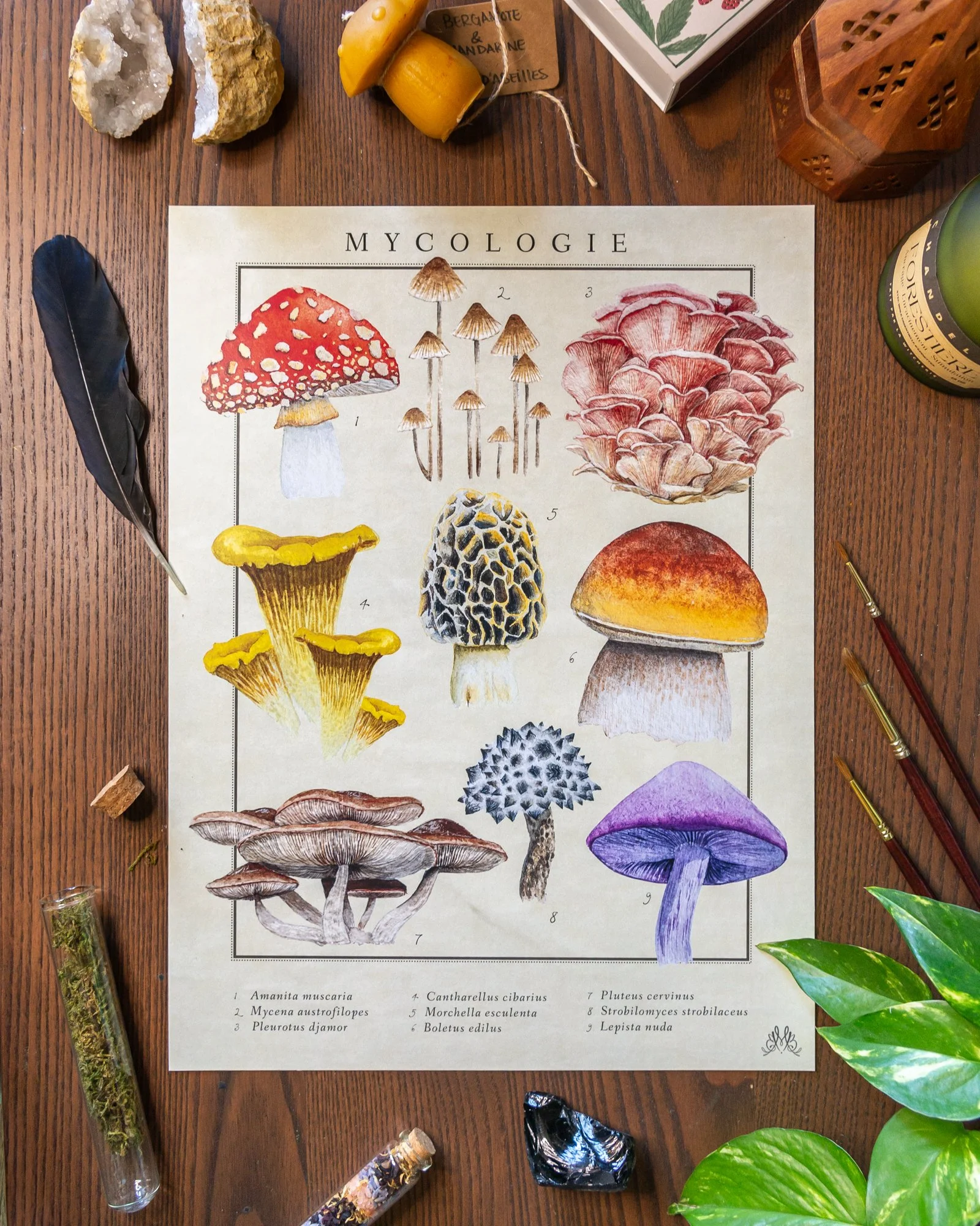 Mycologie.jpg