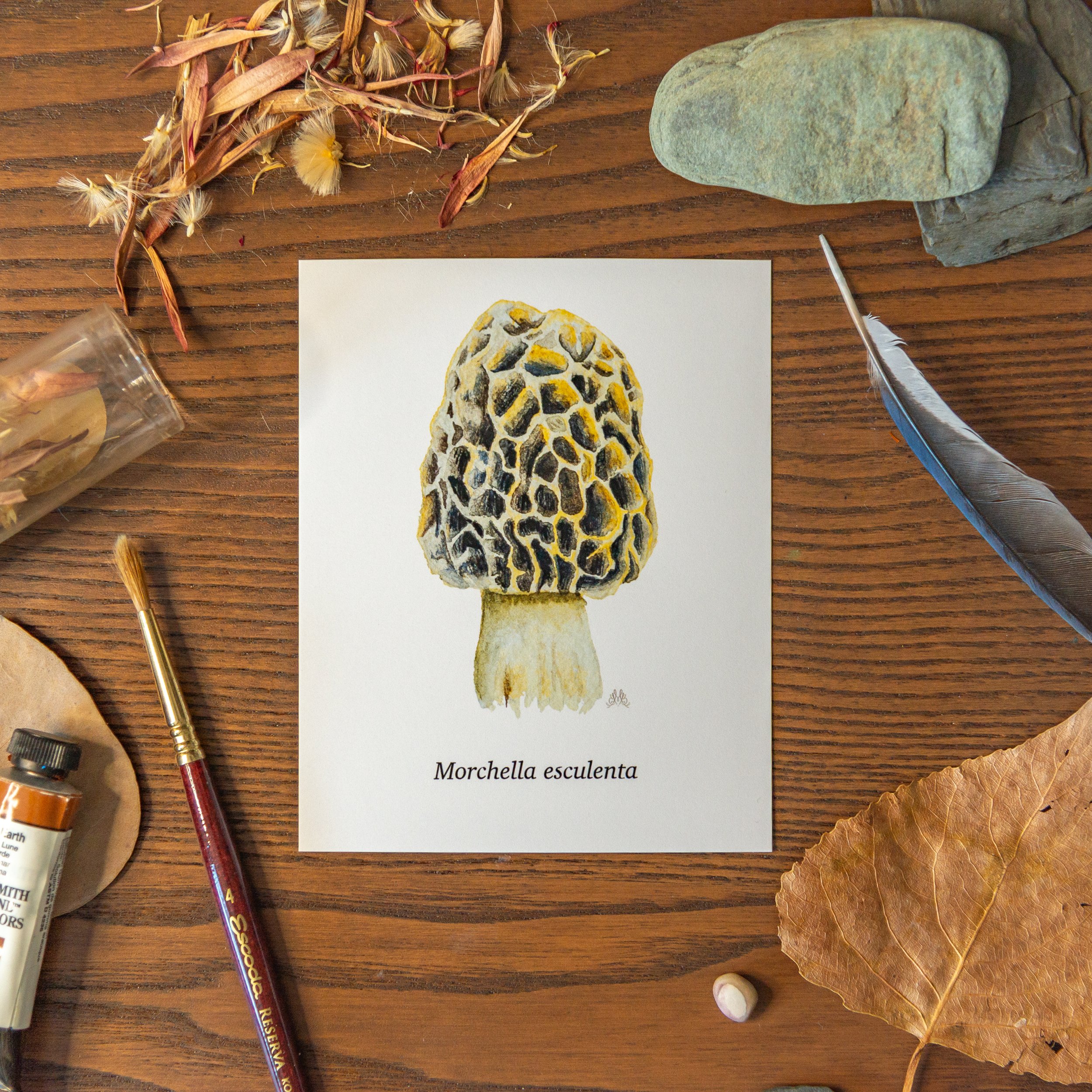 scientificnames_mushroom-7.jpg