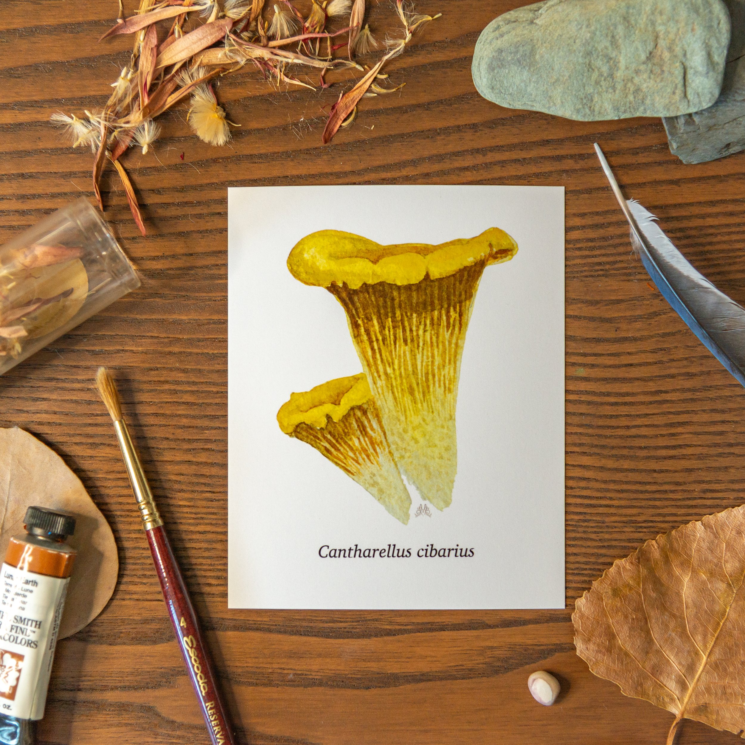 scientificnames_mushroom-6.jpg