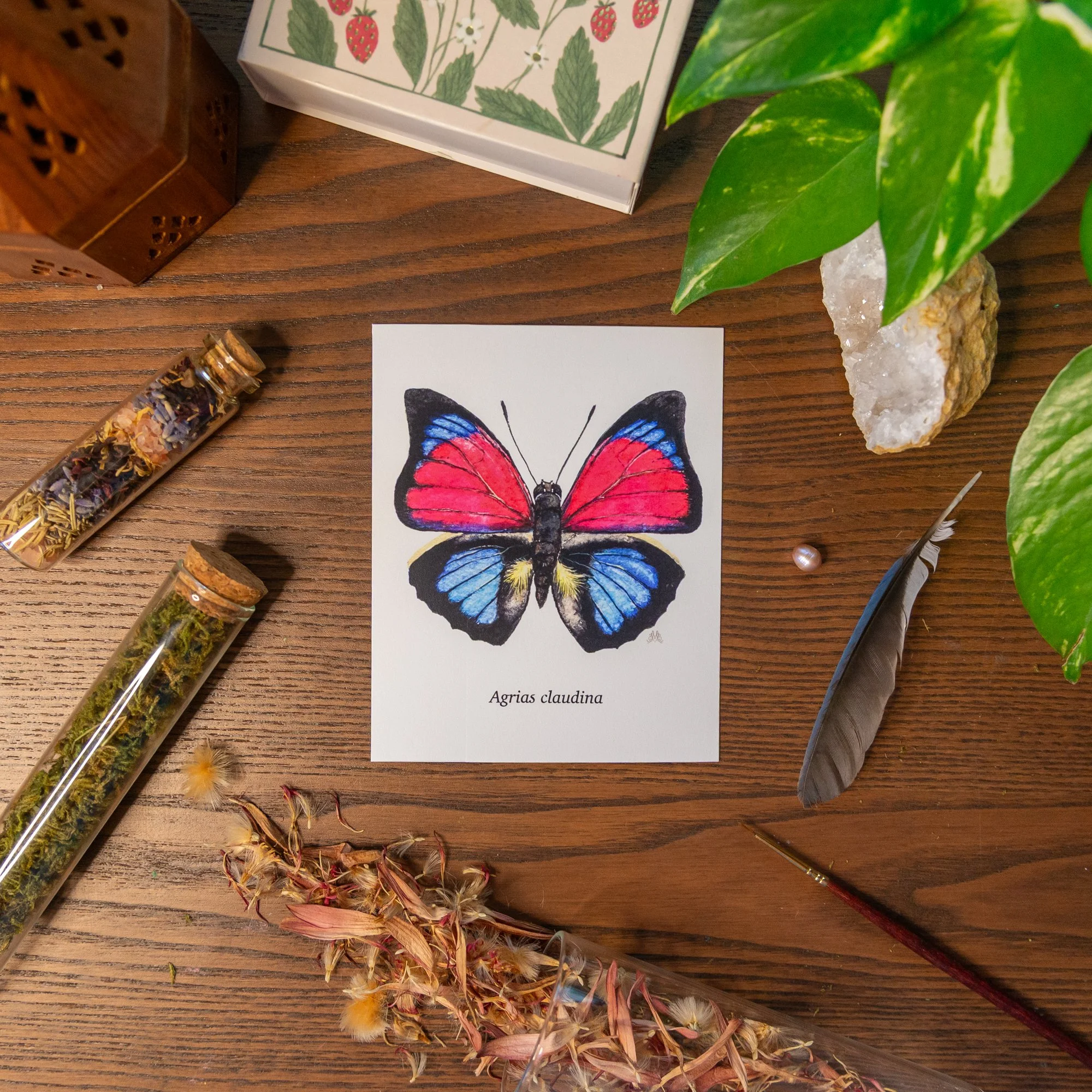 ButterflyCards.jpg