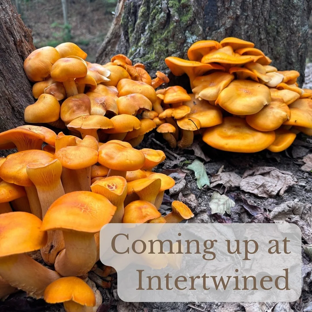 Here&rsquo;s what&rsquo;s coming up at Intertwined:

Sunday, 5:00pm - Peace Out(doors) at City Island

#Harrisburg #harrisburgpa #mechanicsburgpa #enola #duncannon #marysvillepa #newcumberland #lemoyne #cherishburg #southcentralpa #hburgmade #the717 