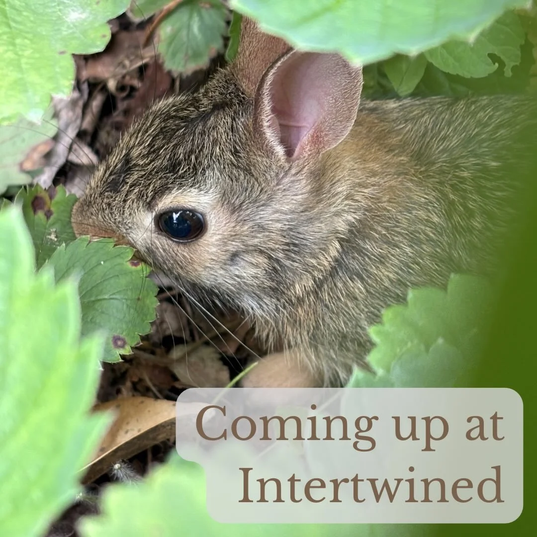 Here&rsquo;s what&rsquo;s coming up at Intertwined:

Sunday
8:00am &amp; 10:30am - Kevin preaches at Derry Presbyterian Church (248 E Derry Rd, Hershey)
5:00pm - Peace Out(doors) on City Island (grove of trees near carousel and train station)

Our ne