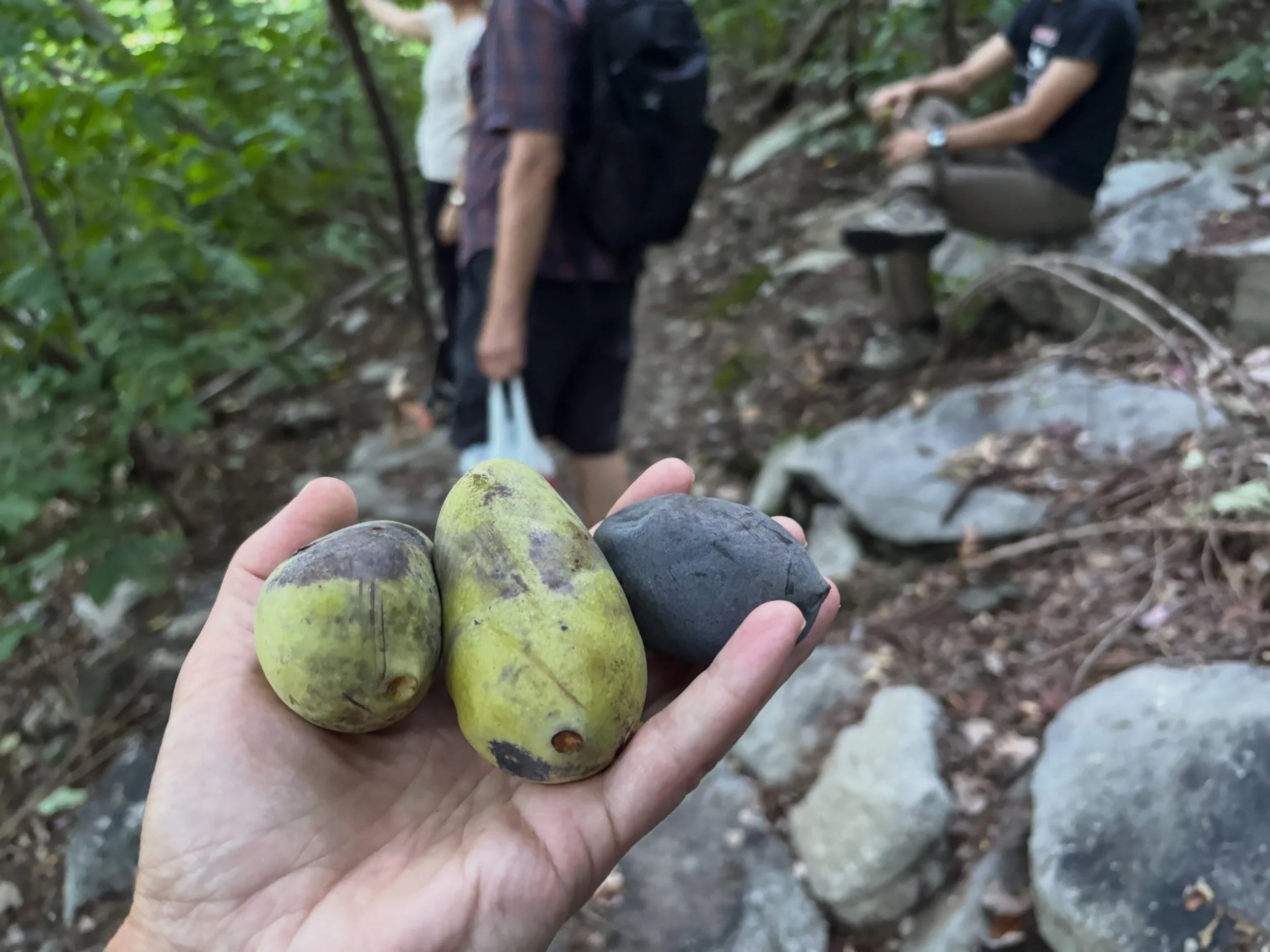 Thank you to those folks who joined us for yesterday&rsquo;s hike at Cove Mountain. Please join us on City Island this coming Sunday for Peace Out(doors). 

#Harrisburg #cherishburg #717 #the717 #iheartHBG