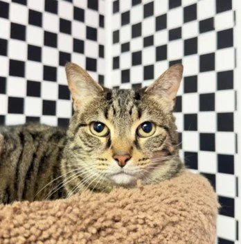 Stormy (Bonded)